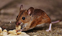 24 Hour & Emergency Exterminators in Elkhorn, WV